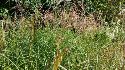 Miscanthus sinensis 'Federweiser' Hiina siidpööris