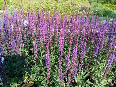 Salvia nemorosa 'Caradonna'