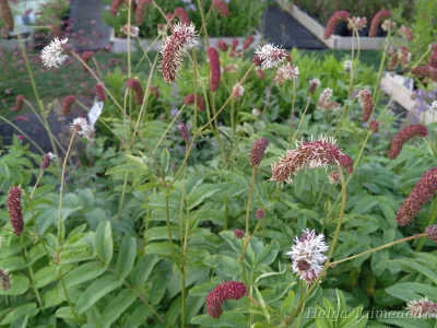 Sanguisorba stipulata var riishirensis Rishiri punanupp