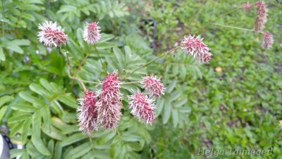Sanguisorba stipulata var riishirensis Luppio