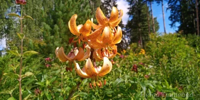 Lilium martagon 'Guinea Gold'