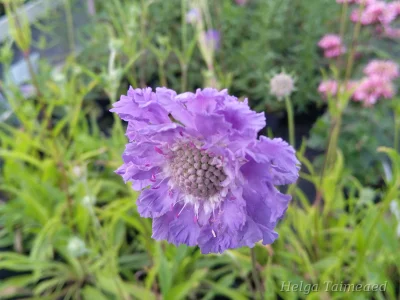 Scabiosa caucasica 'Perfecta'