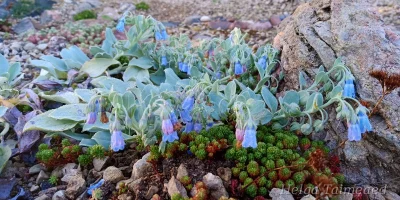 Mertensia maritima