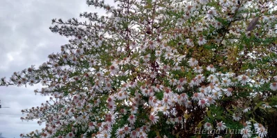Symphyotrichum (Aster) lateriflorum 'Chloe'