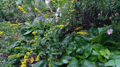 Solidago sphacelata 'Golden Fleece' Piisku