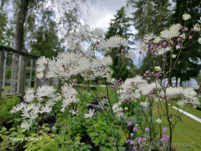 Thalictrum aquilegiifolium 'Nimbus™ White'