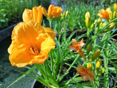 Hemerocallis x hybrida 'Clarion Gold'