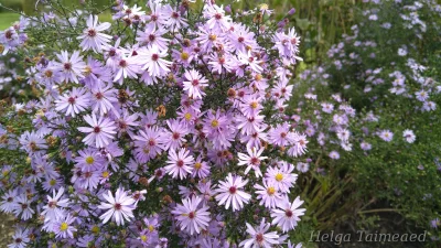 Symphyotrichum cordifolium (Aster cordifolius)'Little Carlow'