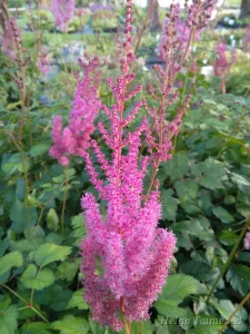 Astilbe chinensis 'Purpurkerze'