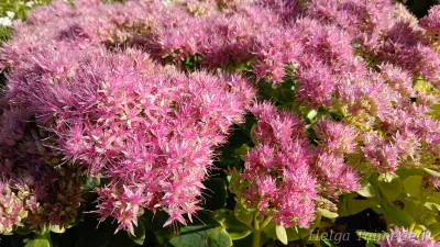 Sedum telephium 'Siesta Pink' Verev kukehari