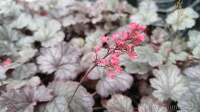 Heuchera x 'Milan'