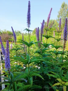 Veronicastrum virginicum  ́Red Arrow ́ Вероника́струм вирги́нский