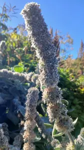 Stachys byzantina  ́Cotton Boll ́