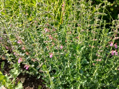 Teucrium x lucidrys