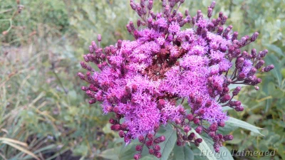 Vernonia criniata Mammuth'