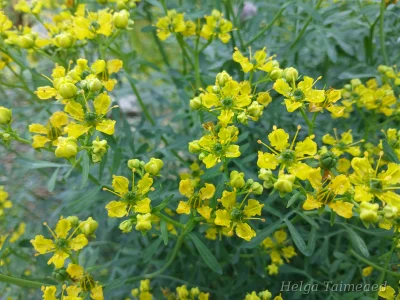 Ruta graveolens Рута душистая