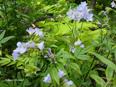 Polemonium  ́Sonia ́s Bluebell ́