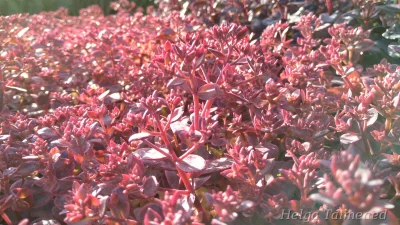 Sedum Sunspararkler 'Wildfire'