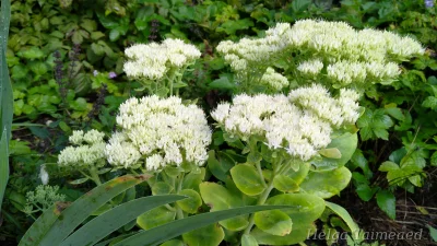 Sedum spectabile 'Stardust'
