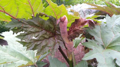 Rheum palmatum var. tanguticum