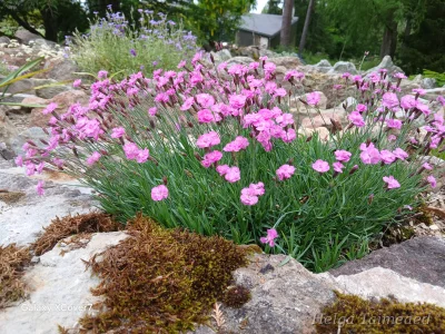 Dianthus 'Pink Jewel'