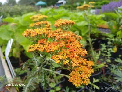 Achillea millefolium 'Terracota'
