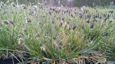 Sesleria caerulea Harilik lubikas