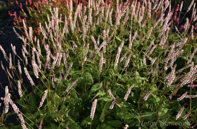 Bistorta amplexicaulis (Persicaria amplexicaulis)  ́JS Misty Morning'