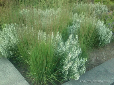 Molinia caerulea 'Moorhexe' Молиния голубая