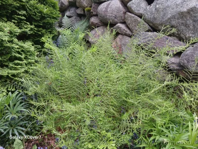 Dryopteris filix-mas 'Linearis Polydactyla'