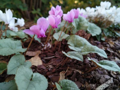 Cyclamen hederifolium 'Nettleton Silver'