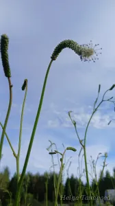 Sanguisorba tenuifolia  var alba  ́Korean Snow ́ Ahtalehine punanupp