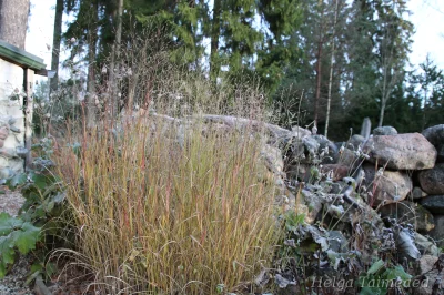 Panicum virgatum 'Shenandoah' switch grass