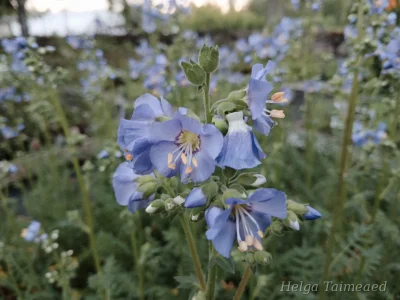Polemonium viscosum 'Blue Whirl' Синюха клейкая