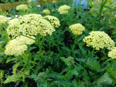 Achillea millefolium 'Hella Glashoff'