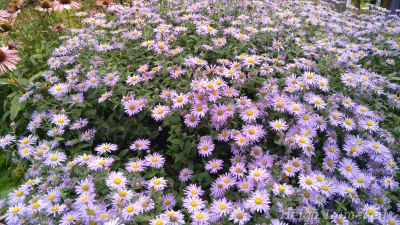 Aster xfrikartii  'Mönch'