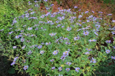 Aster xfrikartii  'Mönch'