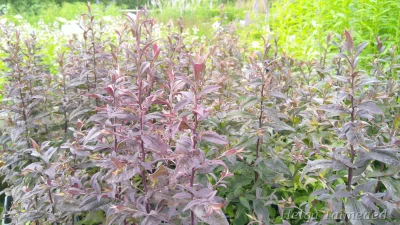 Symphyotrichum (Aster) lateriflorum 'Prince' Астра бокоцветная