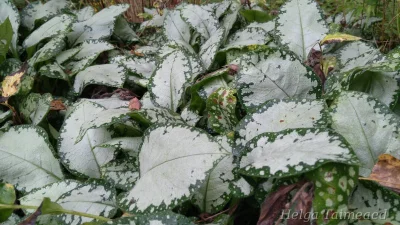 Pulmonaria 'Moonshine' Медуница