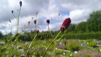 Sanguisorba tenuifolia 'Bordeaux' Кровохлёбка