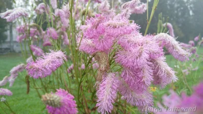 Sanguisorba 'Pink Brushes' Кровохлебка