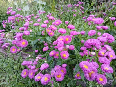 Erigeron 'Foersters Liebling' Мелколепестник красивый