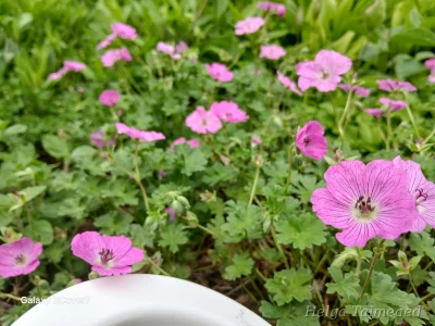 Geranium 'Pink Penny'