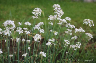 Allium tuberosum 'Kobold'