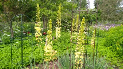 Eremurus 'Yellow Giant' Rohtlaliilia