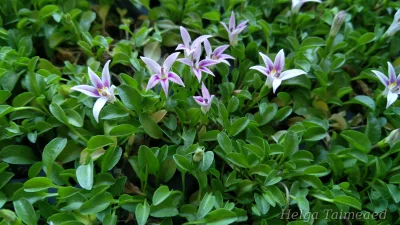 Lobelia oligophylla (Hypsela reniformis) Гипсела длинноцветковая