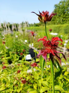 Monarda  didyma 'Jacob Cline'