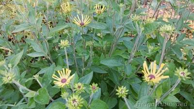 Rudbeckia subtomentosa 'Little Henry'