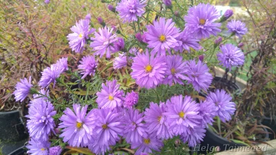 Symphyotrichum dumosum (Aster dumosus) 'Lady in Blue'