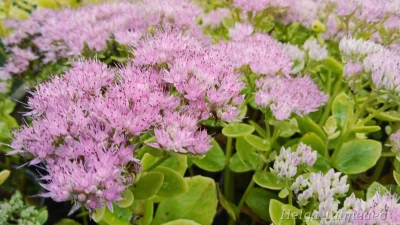 Aster amellus ‘Brilliant’
